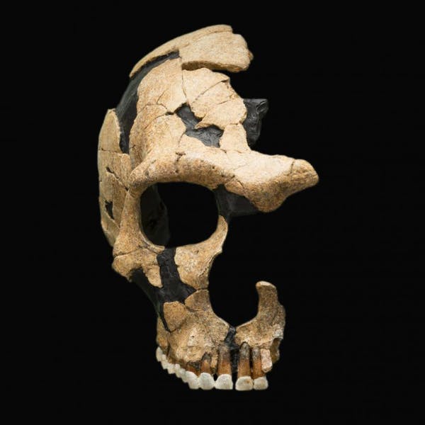 Неандерталски череп, претърпял удар, който разцепил черепа. Преди 36 000 години, Франция. Смитсонов институт