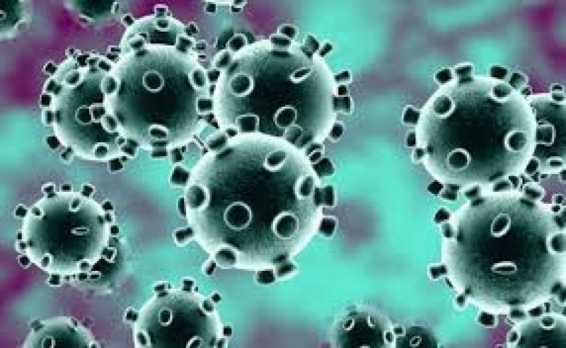 Pokazaha Kak Izglezhda Byal Drob Zasegnat Ot Koronavirus Trafficnews Bg Trafficnews Bg